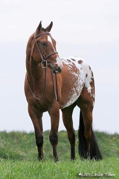 Appaloosa Blanket Appaloosa, Horse Names, Appaloosa Horses, Most Beautiful Animals, Majestic Horse, Horses And Dogs, All The Pretty Horses, Horse Crazy, Western Horse