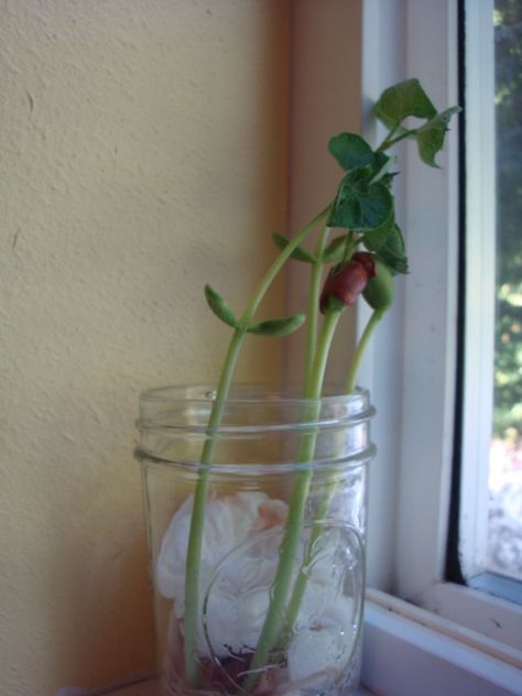 Here I will show you how to make a simple bean plant.   You'll Need:  - Beans (I used Red Beans) - A glass or plastic jar (like a jamming jar) - Paper... Tiny Seed Activities, Grow Beans, Seed Science, Growing Beans, Plant In Glass, Tattoo Plant, The Tiny Seed, Bean Plant, Dry Beans