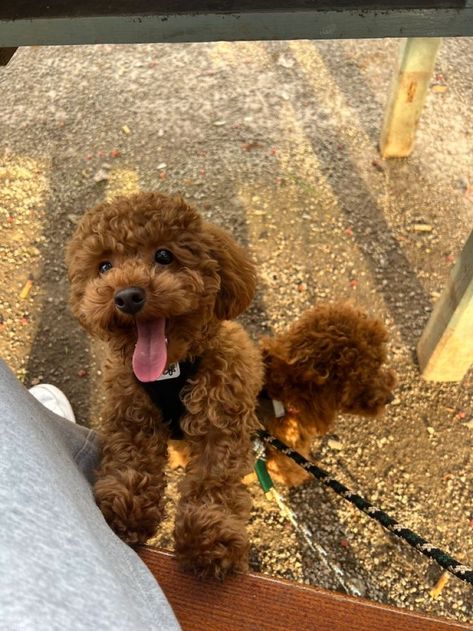 Toy Poodle Aesthetic, Toy Poodle Full Grown, Poodle Aesthetic, Pictures Of Cute Dogs, Dog Snapchats, Poodle Toy, Red Poodles, Cute Small Dogs, Toy Poodles