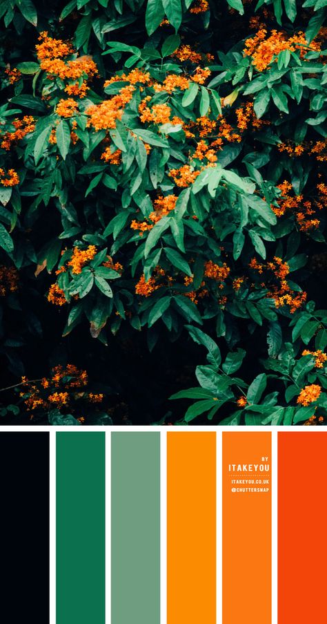 Red Orange Green Blue Color Scheme, Green Colour Pallete Color Combos, Navy Blue Green Orange Color Palette, Red Orange Color Scheme, Cool Colour Combos, Colour Palette Green Orange, Black And Orange Decor, Red Green Orange Color Scheme, Orange Green Colour Palette