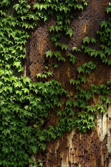 ivy colored walls Flower Waterfall, Boston Ivy, Ivy Cottage, Colored Walls, Sherwood Forest, Willow Green, Ivy House, Ivy Plants, English Ivy