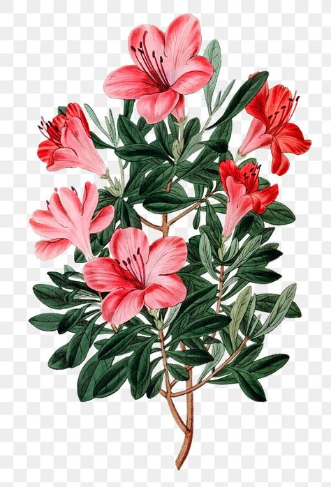 Png Collage, Png Flowers, Azalea Flower, Photo Elements, Chinese Flower, Flower Drawing Tutorials, Hand Drawn Floral, Borders Design, Drawn Floral