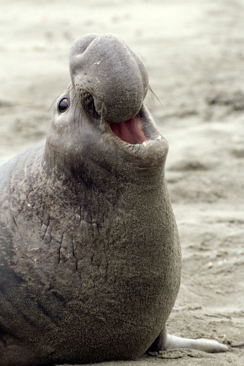 elephant seal Elephant Seals, Mini Donkey, Ibm Watson, Elephant Seal, Interesting Animals, Crazy Eyes, Live Animals, Sea Lion, Aqua Marine