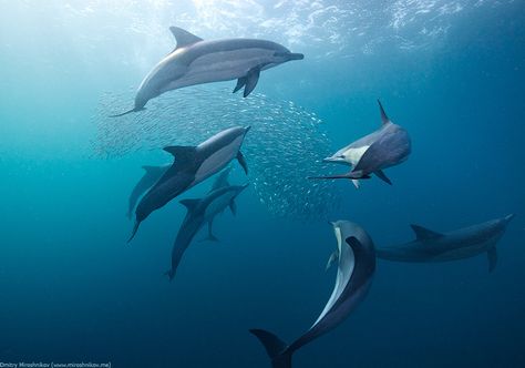 . Common Bottlenose Dolphin, Dolphin Images, Common Dolphin, Dolphin Photos, Dream Meaning, Bottlenose Dolphin, Killer Whales, Water Painting, Marine Life