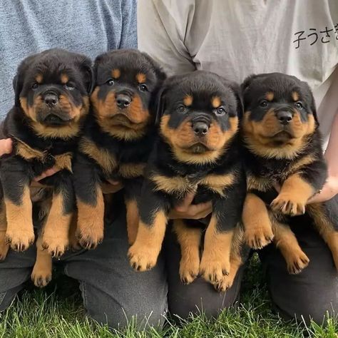 A rottweiler's strength lies not only in their physical prowess but also in the gentle and loving nature they possess,,,,less. Chihuahua Mix Puppies, Rottweiler Dogs, Rottweiler Love, Rottweiler Mix, Super Cute Dogs, Baby Farm Animals, Very Cute Dogs, Rottweiler Puppies, Rottweiler Dog