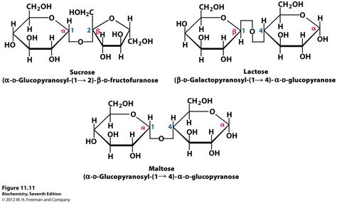 Sucrose, Lactose, Maltose: some digestible disaccharides in food Chemical Structure, Biochemistry, Medical School, Alchemy, Biology, Chemistry, Periodic Table, Physics, Make Up