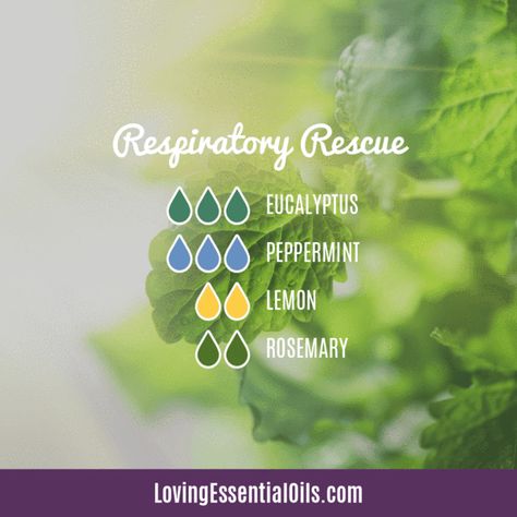 Eucalyptus Diffuser Blends - 10 Respiratory Essential Oil Recipes Eucalyptus Essential Oil Uses, Eucalyptus Oil Uses, Essential Oils Diffuser Blends, Săpunuri Handmade, Essential Oils For Colds, Essential Oil Combinations, Essential Oil Diffuser Blends Recipes, Young Living Essential Oils Recipes, Essential Oils Diffuser