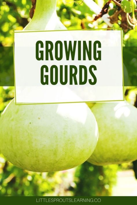 Growing Gourds, Gourds, Sprouts, Bird Houses, Canning