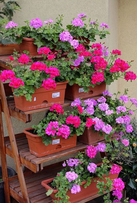 Yard Flower Bed Ideas, Front Yard Flower Bed Ideas, Geranium Purple, Floris Rose Geranium, Front Yard Flower Bed, Zonal Geraniums, Geranium Maderense, Geranium Rozanne, Patio Flowers