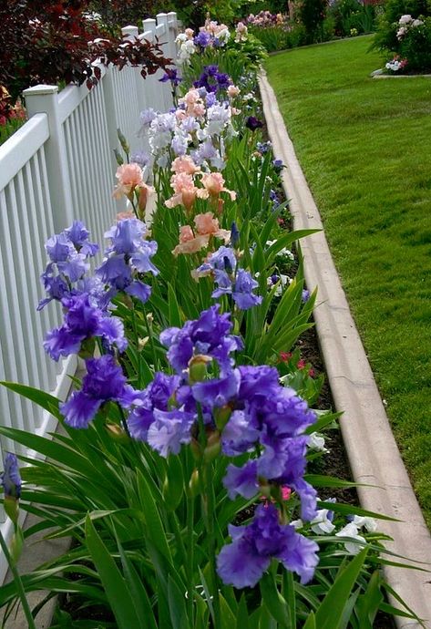 Iris Flower Beds Garden Ideas, Iris Beds Ideas, Iris Flower Bed Ideas, April Decor, Iris Border, Iris Flowers Garden, Iris Gardens, White Fence, Backyard Flowers