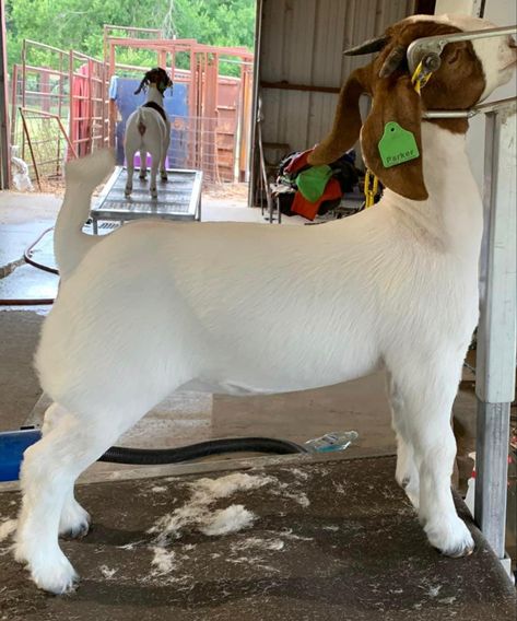 Show Goats Tips, Bore Goats, Boar Goats, Goat Showing, Goat Products, Goat Ideas, Livestock Showing, Livestock Barn, Show Goats