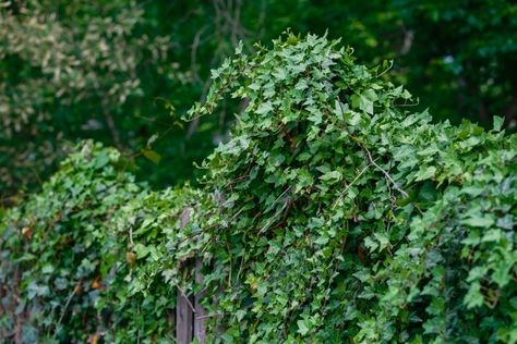 ALTHOUGH ivy may look pretty across your garden fence, it can cause damage leaving many gardeners wanting to get rid of it. The pesky plant is notorious for coming back if not taken care of properly. Thankfully, gardeners have revealed the secret to get rid of English Ivy instantly and make sure it never comes […] Planting Daffodil Bulbs, Let It Die, English Ivy, Daffodil Bulbs, Fence Paint, Garden Fence, Daffodils, Garden Inspiration, Gardening Tips