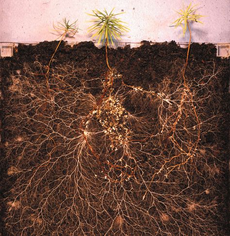 Mycorrhizal Network, Mushroom Project, Mycorrhizal Fungi, Nature Forms, Soil Microorganisms, Types Of Fungi, Planting Calendar, Soil Texture, Organic Mulch