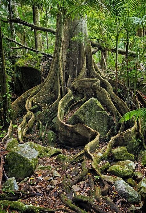 Trees With Roots, Tree With Roots, Rainforest Trees, Ancient Tree, Unique Trees, Tree Roots, Tropical Rainforest, Amazon Rainforest, Tree Forest