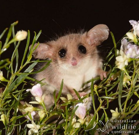 Western Pygmy Possum, Possum Embroidery, Honey Possum, Mythical Garden, Australian Possum, Pygmy Possum, Australian Mammals, Australia Animals, Mural Ideas