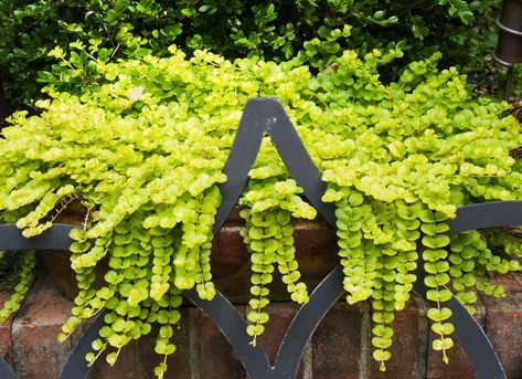 Creeping Jenny Perennial Ground Cover, Tattoo Plant, Window Box Flowers, Creeping Jenny, Best Perennials, Backyard Gardening, Trailing Plants, Ground Cover Plants, Unique Plants