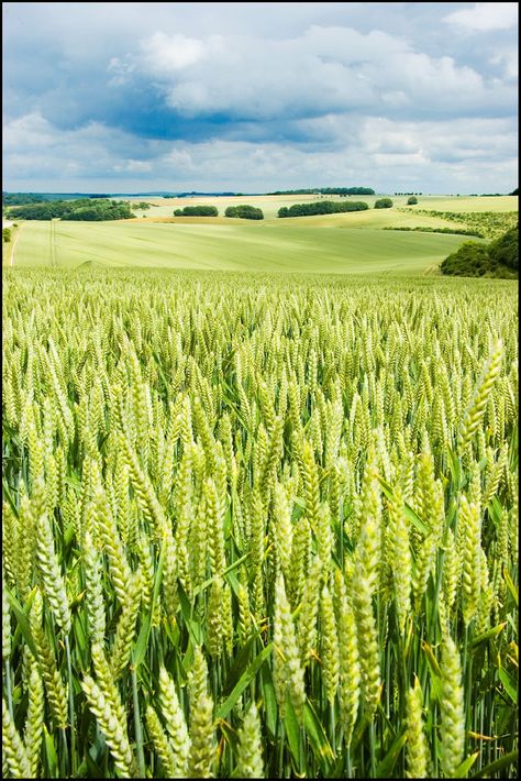 The Wheat Field - near Sherrington, Wiltshire, England, UK Wheat Field Drawing, Field Drawing, Fields Of Gold, Scenery Pictures, Wheat Field, The Romans, Field Of Dreams, Wheat Fields, Beautiful Nature Wallpaper