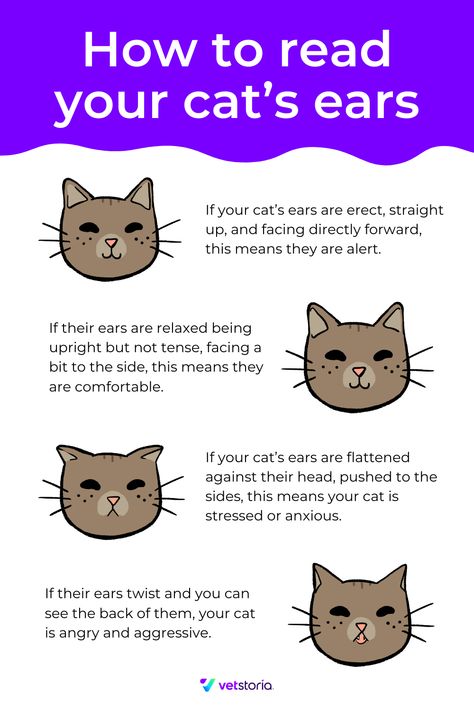 Cat Ears Language, Cat Ears Meaning, Cat Body Language Signs, Cat Tail Signs, Cat Tail Meaning, Cat Language Signs, Cat Body Language, Kittens Care, Animal Behaviour