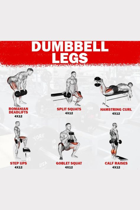 If you only have a pair of dumbbells you can do this workout and can build muscles. Try this workout if you only have a pair of dumbbells. Leg Bicep Workout, At Home Workouts For Men Dumbbells, Dumbbell Leg Workout At Home, Mens Leg Workout At Home, Dumbles Excercise, Legs Dumbbell Workout At Home, Dumbbells Workout At Home, Lower Dumbbell Workout, Dumbell Workout Leg