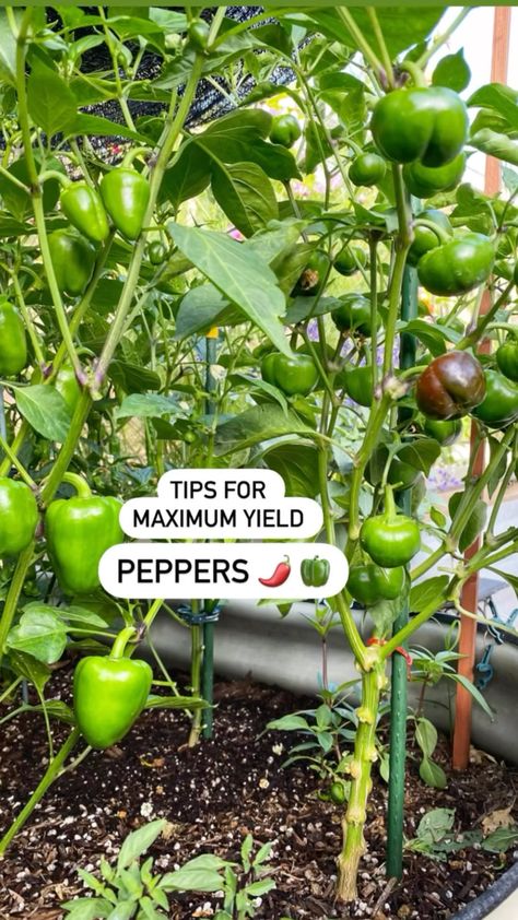 Visakha Mao on Reels | Trinix Remix · It’s a beautiful day Pepper Varieties, Bell Pepper Plant, Get Taller, Pepper Plants, Bell Pepper, The Plant, Beautiful Day, Peppers, Stuffed Bell Peppers