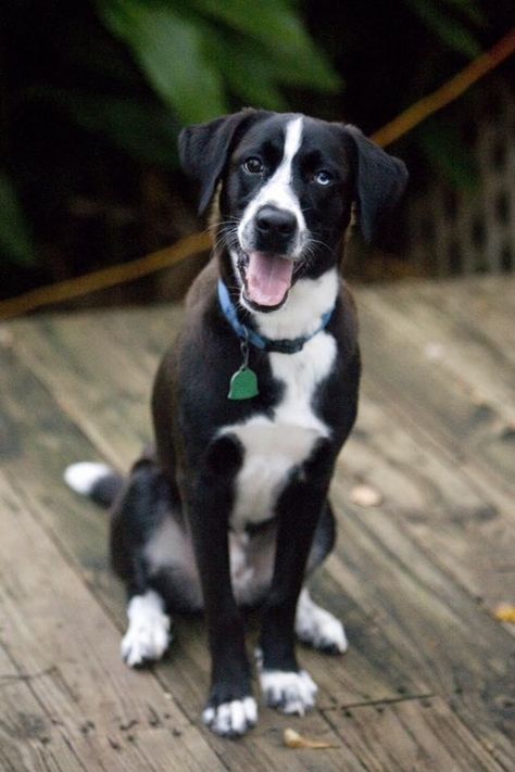 Short Haired Border Collie, Mcnab Dog, Border Collie Lab Mix, Dog Border Collie, Toddler Walking, Smooth Collie, Border Collie Mix, Help Animals, Collie Mix