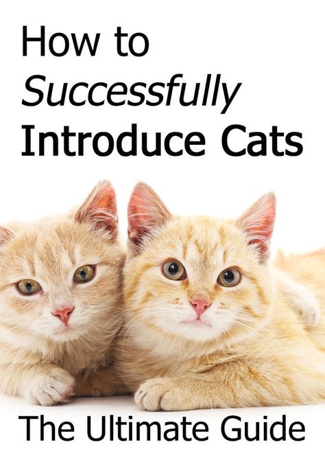 How To Introduce A Kitten To A Cat, Introducing Kitten To Cat, How To Introduce A New Kitten To A Cat, How To Introduce Cats To Each Other, Introducing Cats To Cats, How To Take Care Of Cats, Cat Games For Cats, Kitten Ideas, How To Introduce Cats