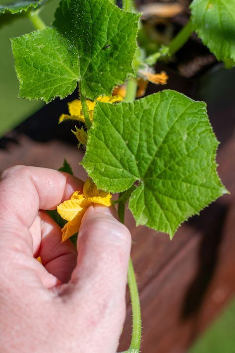 5 Quick Tips for Cucumber Planting Success Cucumber Planting, Cucumber Seedlings, Homemade Cider, Garden Remedies, Cucumber Plant, Growing Cucumbers, Fruit And Veggies, Garden Hacks, Garden Veggies