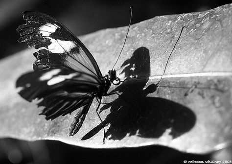 "Tattered butterfly practices making scary shadow" by rebecca whitney Tattered Butterfly Tattoo, Scary Shadow, Tattered Butterfly, Broken Butterfly, Shadow Tattoo, Dark And Twisty, Fine Photography, Witch Magic, Shadow Art