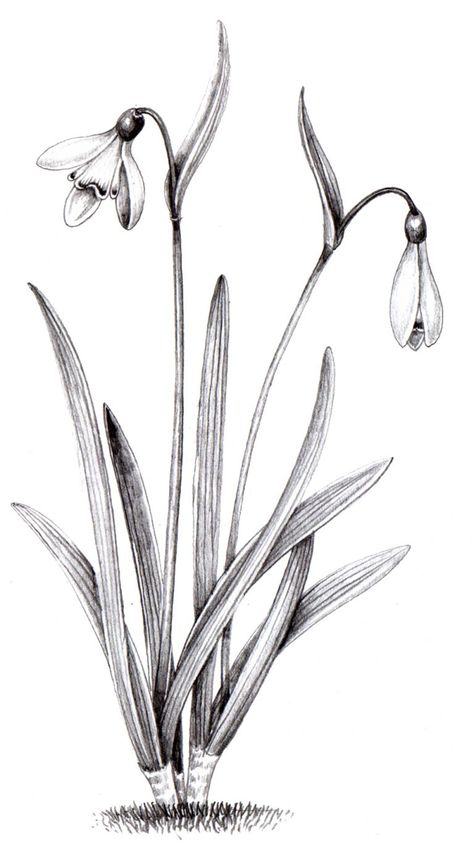 Snowdrop Galanthus nivalis pencil - Lizzie Harper Snow Drops Flowers, Flower Tattoo Drawings, Simple Line Drawings, Flower Sketches, Botanical Drawings, Ink Illustrations, Pen Drawing, Tattoo Sketches, Botanical Illustration