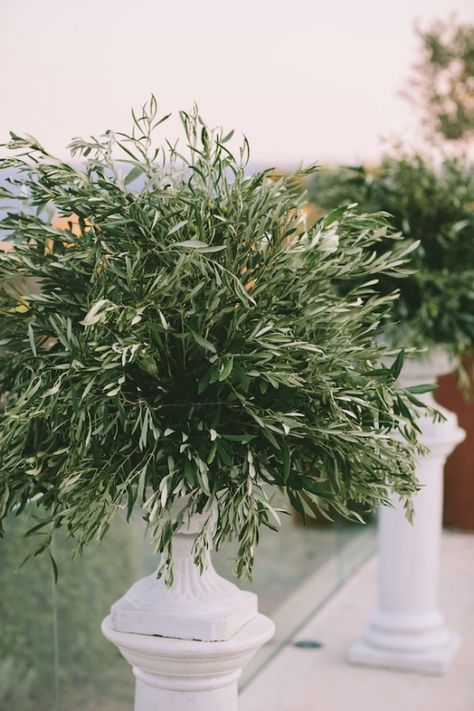 0178 Mediterranean Event Decor, Mediterranean Wedding Flowers, Olive Arrangement, Olives Wedding, Olive Tree Wedding, Boutique Events, Vintage Mediterranean, Olive Branch Wedding, Natural Wedding Decor