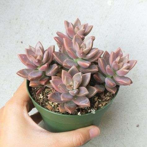 Summer Minimal, How To Water Succulents, Succulents For Sale, Ghost Plant, Purple Succulents, Grayish Green, Orange Leaves, Propagating Succulents, Types Of Succulents