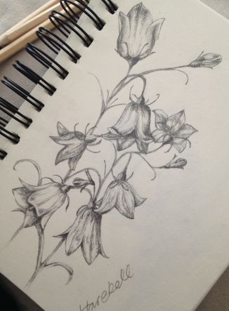 Harebell - Jennifer Parker Harebell Drawing, Harebell Flower Tattoo, Bluebell Sketch, Bluebells Flower Drawing, Harebell Flower, Pencil Drawings Of Flowers, A Level Art Sketchbook, Easy Love Drawings, Flower Art Drawing