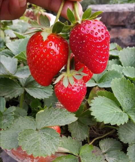 Strawberries On Vine, Strawberry Reference, Project School, Strawberry Plant, Garden Vegetables, Fall Garden Vegetables, Fruit Photography, Strawberry Plants, Fall Garden