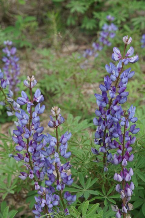 Yellow Lupine, Lupinus Perennis, Wild Lupine, Maine Garden, Bank Barn, Lupine Flowers, Perennial Bulbs, Pollinator Garden, Diy Landscaping