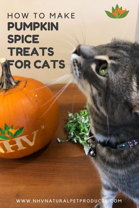 NHV Pet Experts have a recipe for the perfect baked pumpkin spice treats for cats. List of Ingredients and the complete recipe are available on the website.  Pumpkin is actually good for pets of all ages. We often recommend using Pumpkin Puree as a food topping or a snack to hide our supplements in.  #halloween2018 #pumpkin #pumpkinspice #cattreats #dogtreats Pumpkin Pet Treats, Pumpkin Cat Treats Recipe, Halloween Cat Treats, Pumpkin Cat Treats Homemade, Pumpkin Cat Treats, Diy Cat Treats Recipes, Pumpkin For Cats, Homemade Cat Treats Recipes, Cat Bakery