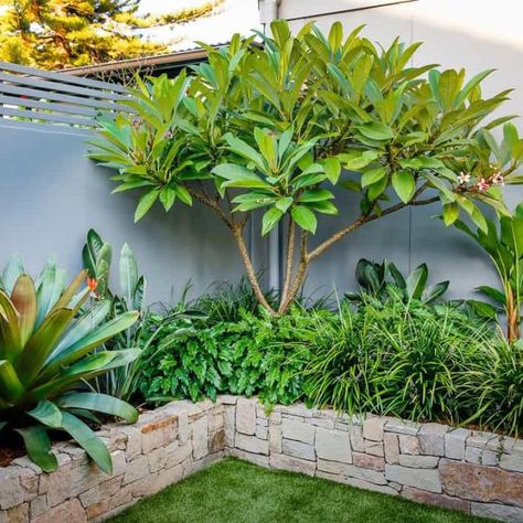 Plumeria Landscaping, Plumeria Garden Ideas Yards, Plumeria Landscape, Plumeria Tree Landscape, Layered Planting, Layering Plants, Frangipani Tree, Tropical Backyard Landscaping, Plumeria Tree