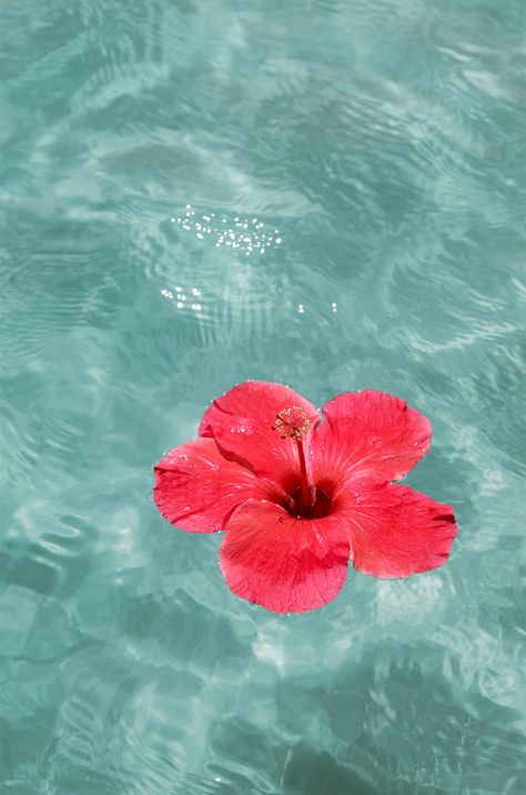 Hibiscus in turquoise waters