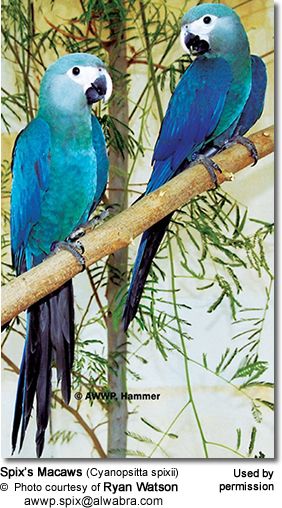 Spix Macaw, Beautiful Parrots, Sun Conure, Blue Macaw, Parrots Art, Macaw Parrot, Parakeets, Unusual Animals, Rare Birds