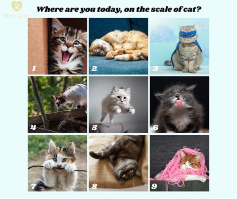 What's your number today? www.furlove4ever.com #catlover #catlife #petloss #petgriefsupport #kittenlife Pet Travel Bag, International Cat Day, Motivation Lifestyle, What Cat, Pet Urine, Dog Biting, Luxury Pet, Like A Cat, Dog Hat