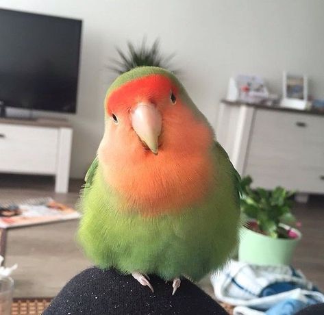 Mango Bird, Love Birds Pet, Lovely Creatures, Funny Birds, Pet Bird, Stardew Valley, Cute Animal Photos, Cute Birds, Cute Creatures