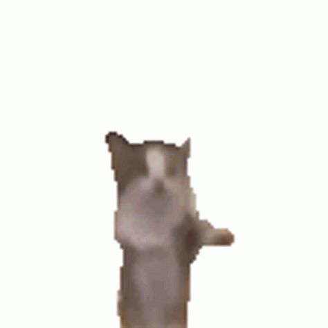 Cat Sticker - Cat - Discover & Share GIFs Transparent Cat Gif, Nod Gif, Dancing Cat Gif, Giphy Stickers, Gif Transparent, Jumping Gif, Cat Animated, Jumping Cat, Dancing Gif