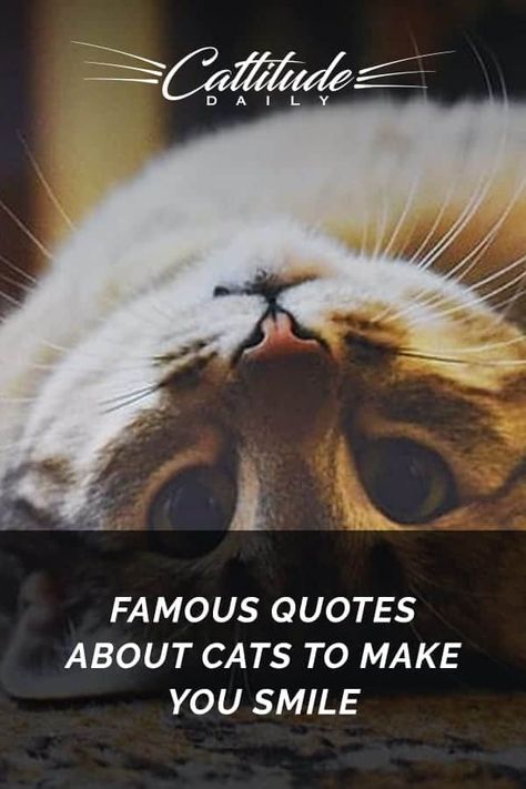 Famous Quotes About Cats To Make You Smile Cat People Quotes, Cat Attitude Quotes, Funny Cats Quotes, Kitty Quotes Cute, Sarcastic Cat Quotes, Kitten Quotes Cute, Cat Mama Quotes, Cat Quotes Funny Cute, Quotes Cats Love