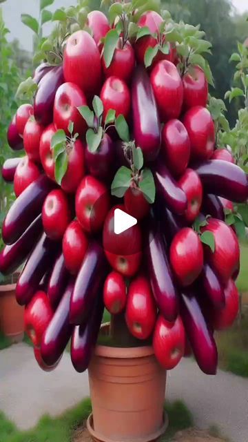 Fruits Video, Fruit Video, Tie A Tie Easy, Apple Plant, Fruit Tree Garden, Tree Garden, Garden Idea, Fruit Tree, Apple Fruit