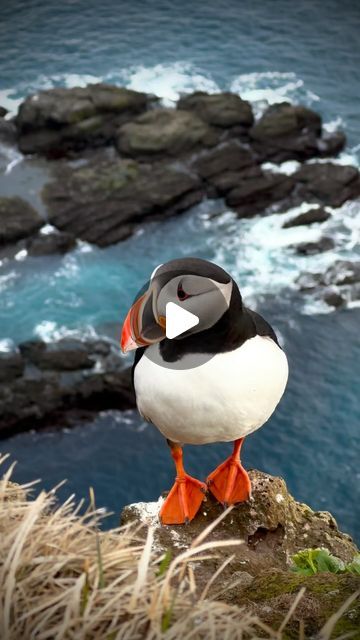 Alessandro • Iceland on Instagram: "Puffins are back 🐧 spotted these cuties few days ago in the Westfjords of Iceland 😍

#latrabjarg #westfjords #iceland #birdwatching #puffin" Puffins Bird, Rodents, Bird Watching, Iceland, Mammals, Birds, Animals, Instagram