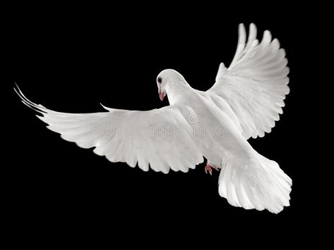 Flying Birds Images, Pigeon Flying, Dove In Flight, Flying Photography, Dove Flying, White Pigeon, Wedding Doves, Dove Pictures, Art Assignments