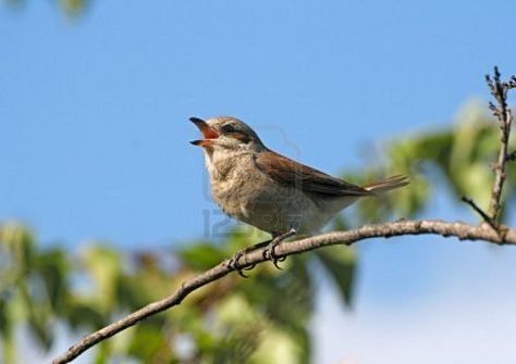 Birds chirping outside my window #MakeTodayBetter Birds Voice, Chirping Birds, Birds Chirping, Bird Quotes, Singing Bird, Happy Song, Singing Voice, Little Birds, Blossom Flower