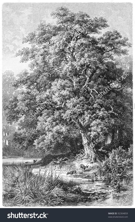 Oak / Vintage Illustration From Meyers Konversations-Lexikon 1897 - 92304859 : Shutterstock Maple Tree Tattoos, Drawing Rocks, Landscape Pencil Drawings, Tree Sketch, Countryside Paintings, Composition Painting, Forest Drawing, Tree Drawings Pencil, Dark Fantasy Artwork