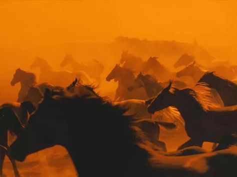 #horses Swadhisthana Chakra, Orange Stuff, Wild Horses Running, Art Amour, Horses Running, Free Horses, Horse Wallpaper, Arte Cyberpunk, Horse Photography