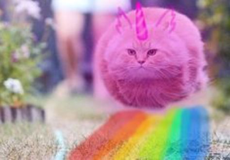 Pink, fluffy, unicats, dancing on rainbows! Pink Fluffy Unicorn, Fluffle Puff, Fat Unicorn, Rainbow Animals, Fluffy Unicorn, Unicorn Pictures, Unicorn Wallpaper, Unicorns And Mermaids, Nyan Cat