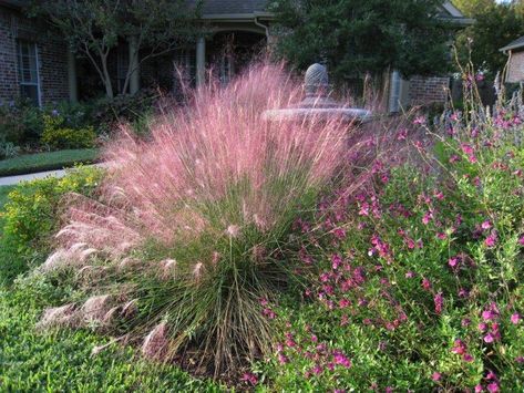 Gulf Muhly, Texas Muhly Grass, Florida Muhly Grass, Gulf Muhly ... Gulf Muhly, Texas Landscaping, Xeriscape Landscaping, Texas Native Plants, Grasses Landscaping, Backyard Vegetable Gardens, Small Backyard Gardens, Landscaping Design, Texas Hill Country